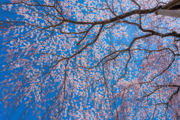 旧山本中学校杵原校舎の桜　杵原学校