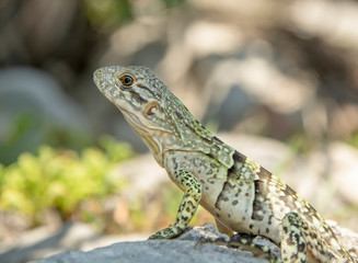 Fototapeta premium iguana on a tree