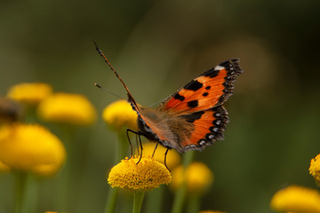butterfly on a yellow flower