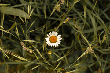 elegant daisy flower in the center of many green plants