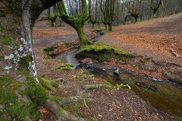 Otzarreta Beech Forest. Gorbea Natural Park. Bizkaia. Spain.