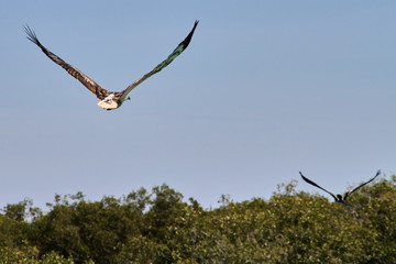 A large sea eagle flying up a mangrove