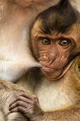 close up of a young baboon SUCKLING