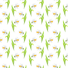 Watercolor white daffodils botanical illustration.