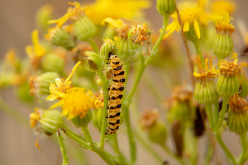 yellow caterpillar on a leaf