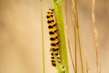 caterpillar on a leaf