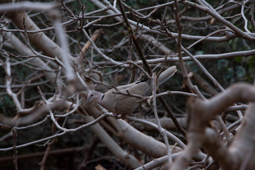 pigeon among the branches