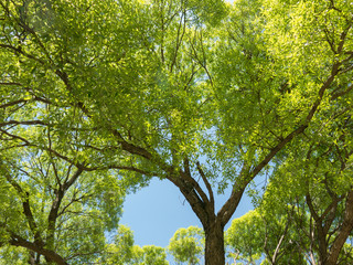 Crowns of old elm trees in spring
