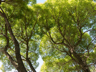 Obraz premium Crowns of old elm trees in spring