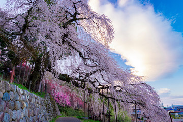 長野県飯田市　供養塔の桜（くよとの桜）