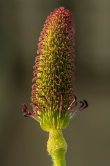close up of a old flower