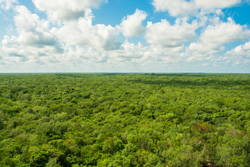 Fototapeta na wymiar green jungle field and cloudy blue sky