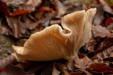mushrooms in the forest