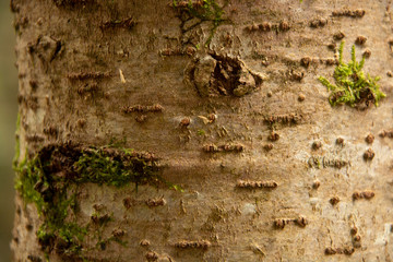 moss on tree