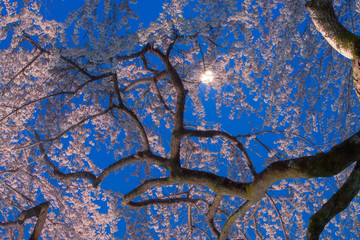 長野県飯田市　供養塔の桜（くよとの桜）