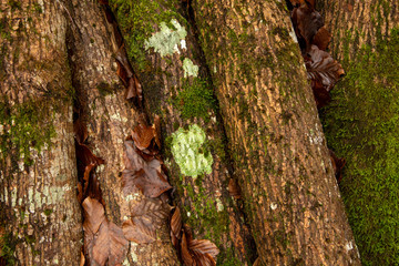 TREE TRUNKS STACKED