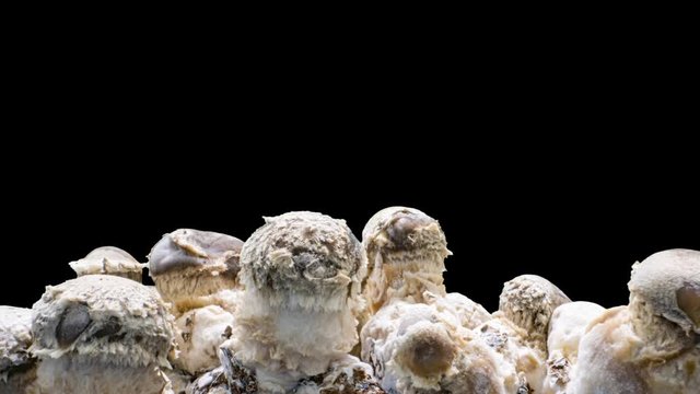 Shiitake mushroom growth time lapse on black background