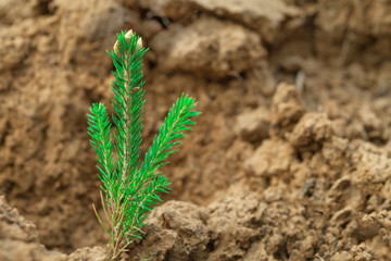 Green seedling of a tree grows on dry sand. Close-up photo. The concept of landscaping the arid regions of the planet.