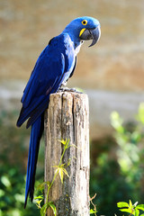 Hyacinth macaw standing up a wood post © shiftypins