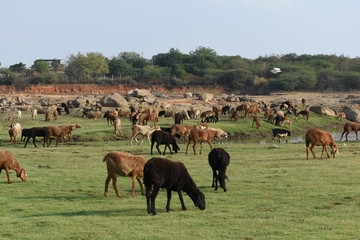 Domestic sheep grazing or eating green grass in meadow or pasture at Himayat Sagar Lake, Hyderabad, India.
