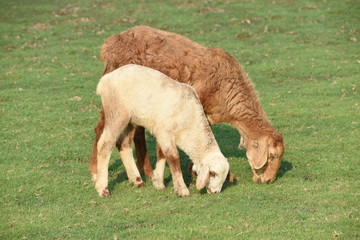 Domestic sheep grazing or eating green grass in meadow or pasture at Himayat Sagar Lake, Hyderabad, India.