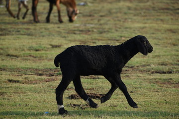 Domestic sheep grazing or eating green grass in meadow or pasture at Himayat Sagar Lake, Hyderabad, India.