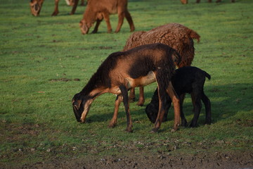 Domestic sheep grazing or eating green grass in meadow or pasture at Himayat Sagar Lake, Hyderabad, India.