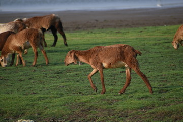 Domestic sheep grazing or eating green grass in meadow or pasture at Himayat Sagar Lake, Hyderabad, India.