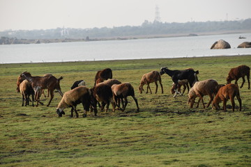 Domestic sheep grazing or eating green grass in meadow or pasture at Himayat Sagar Lake, Hyderabad, India.