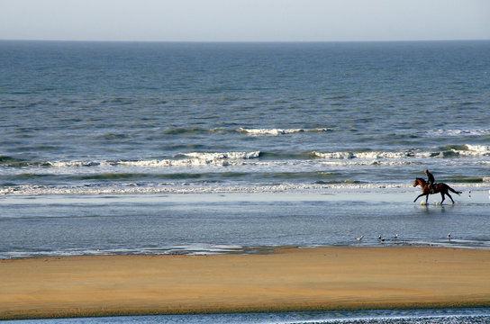 horse on beach