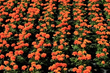 マリ―ゴ―ルド