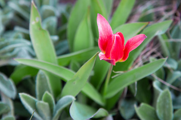 Tulip flowers with green leaf background in tulips field.