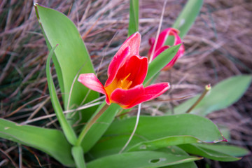 Tulip flowers with green leaf background in tulips field.