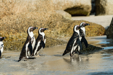 Obraz premium Penguins at Boulders Beach, Simonstown in South Africa