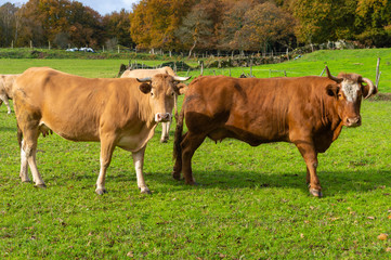 Galician cows in a meadow of Galicia (Spain).