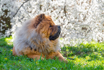 Dog chow chow, Chinese breed lying on the grass under blossom tree.