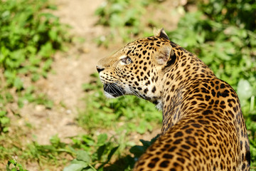 Sri lankan leopard looking up