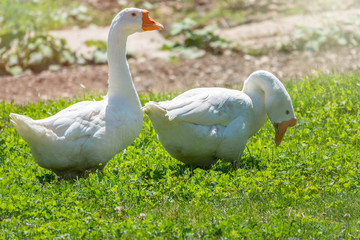 Two white geese eat grass on a green lawn