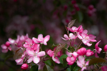Fototapeta na wymiar Blooming pink apple tree in the spring garden