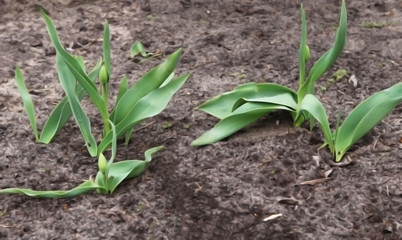 flowers tulips in early spring in the ground