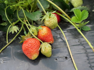 Strawberry fruit on the way to maturity