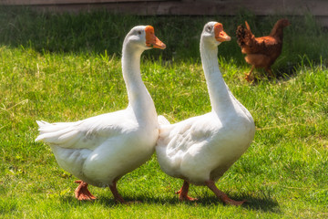 Two white geese are walking in the back yard.