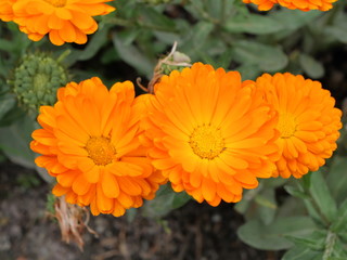 Marigold of companion plants planted in the field