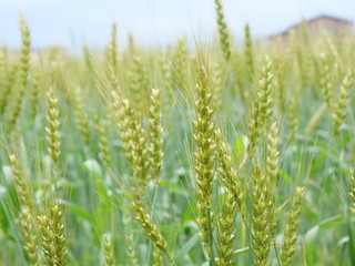 Close up of wheat ears