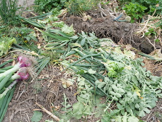 Vegetable scraps from the field