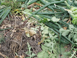 Vegetable scraps from the field