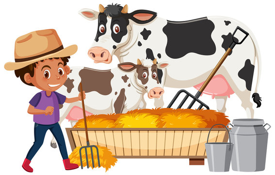 Farmboy feeding cows on white background