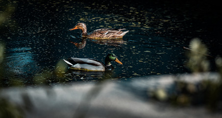 patos