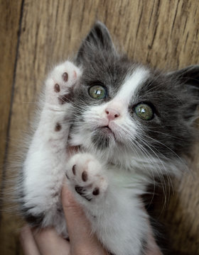 Gray and white fluffy kitten close-up, beautiful eyes and face