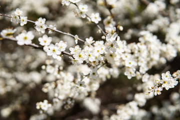 Obraz premium Bunches of cherry blossom with white flowers.